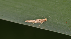 Anatrachyntis rileyi