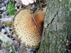 Lacrymaria echiniceps