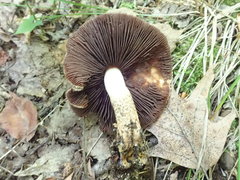 Lacrymaria echiniceps