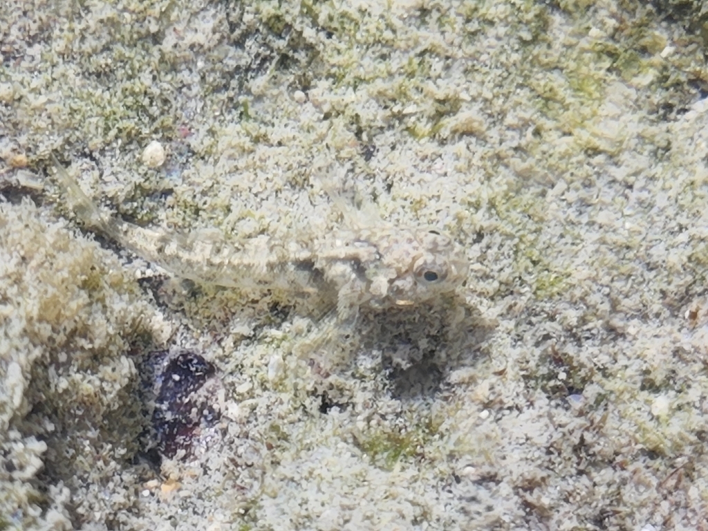Cocos frillfin goby