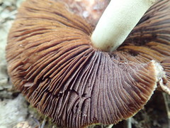 Lacrymaria echiniceps