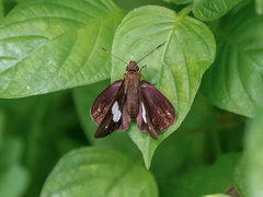 Notocrypta paralysos