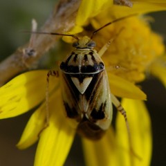 Lygus atriflavus