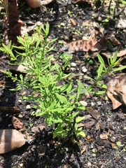 Scoparia dulcis