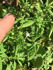 Scoparia dulcis