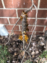 Gymnosporangium clavariiforme