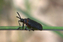 Chalepus bicolor