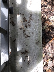 Gymnosporangium clavariiforme