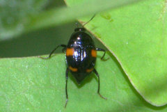 Scaphidium