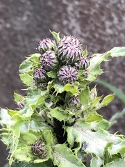 Cirsium arvense