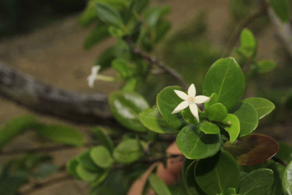 Cyclophyllum subulatum