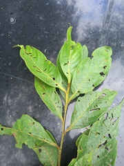 Nectandra reticulata
