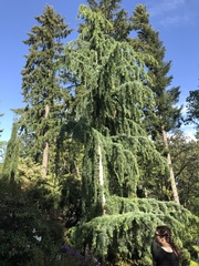 Cedrus libani libani