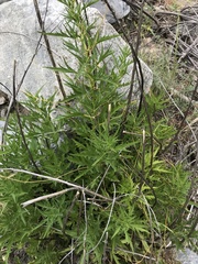 Datisca glomerata