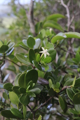 Cyclophyllum