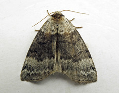 Tetheella fluctuosa