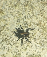 Antaxius spinibrachius