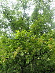 Prunus buergeriana