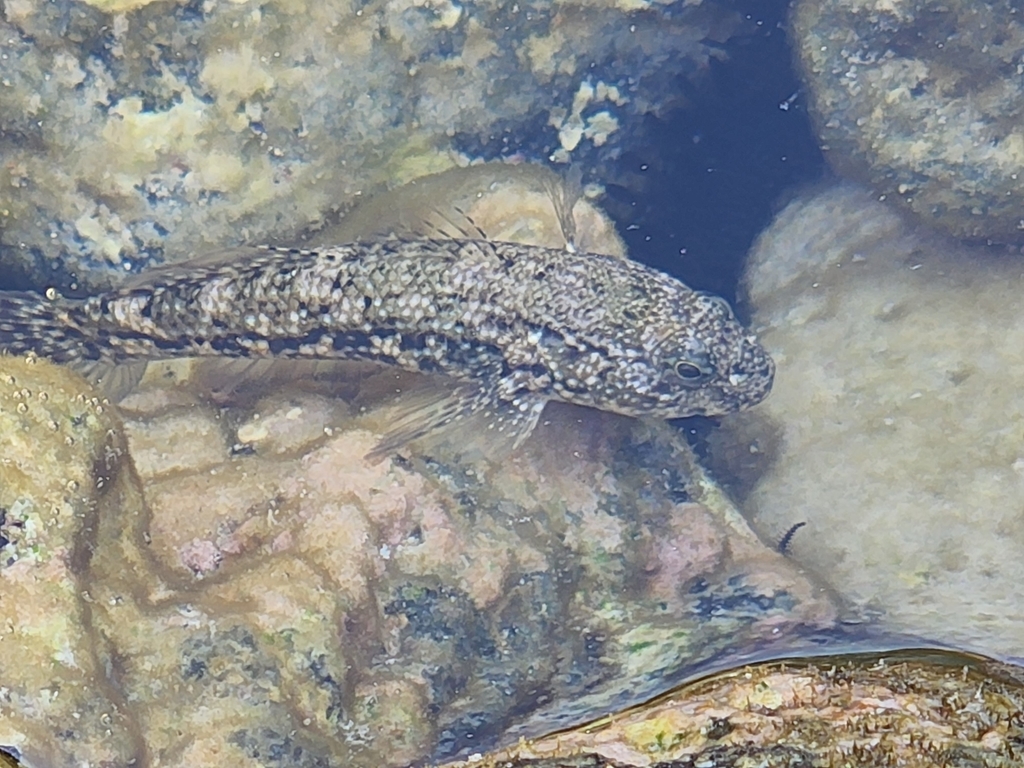 Brownlined Goby