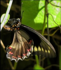 Battus polydamas lucayus