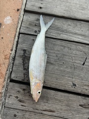 Albulidae