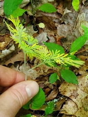 Dicentra canadensis