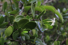 Cyclophyllum