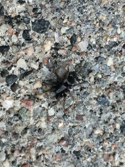 Sergiolus montanus