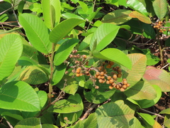 Davilla kunthii