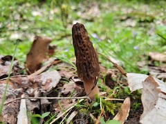 Morchella angusticeps