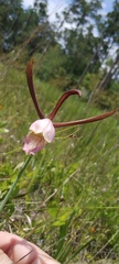 Cleistesiopsis divaricata
