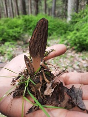 Morchella angusticeps