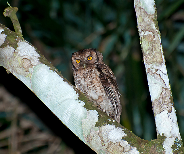 Black-capped Screech-Owl photo