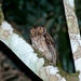 Black-capped Screech-Owl - Photo (c) Dario Sanches, some rights reserved (CC BY-SA)