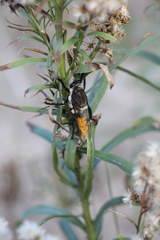 Eccritosia rubriventris