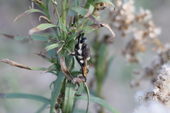 Eccritosia rubriventris