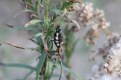 Eccritosia rubriventris