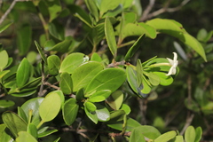 Cyclophyllum