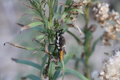 Eccritosia rubriventris