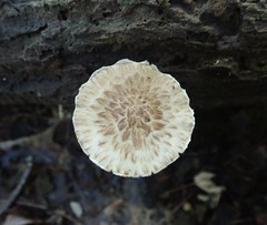 Psathyrella maculata