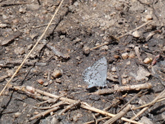 Celastrina echo sidara