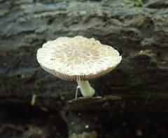 Psathyrella maculata