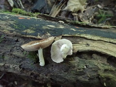 Psathyrella maculata