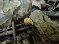 Psathyrella maculata
