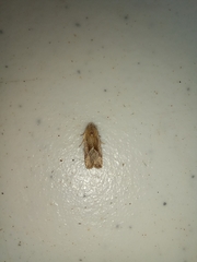 Micrathetis dasarada