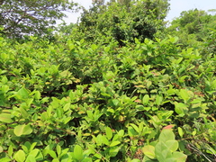 Davilla kunthii