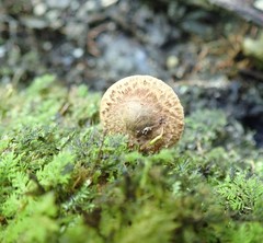 Cystoagaricus subamarus