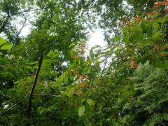 Prunus buergeriana
