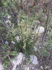 Juncus macrophyllus