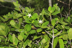 Cyclophyllum